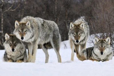 Noruega planea matar el 70% de su población de lobos