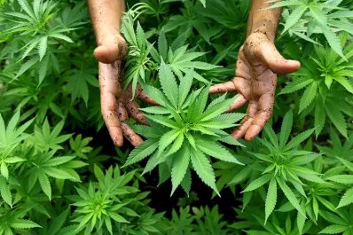 Por primera vez, una provincia aprobó la marihuana para uso medicinal