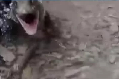 Caminaba por Horco Molle y lo mordió un lagarto