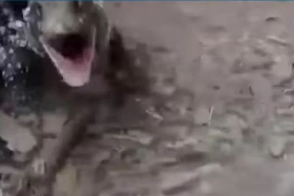 Caminaba por Horco Molle y lo mordió un lagarto
