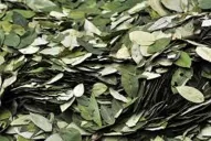 El coqueo, en grandes cantidades, puede hacer que dé positivo un test de cocaína