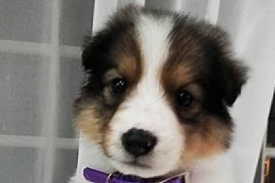 Abrieron una puerta y se llevaron a la mascota