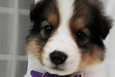 El conmovedor mensaje del joven que se reencontró con su collie