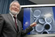 Nobel de Medicina para un japonés que descubrió un proceso clave de las células