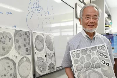 Nobel de Medicina: cinco claves para entender el sistema de reciclaje de las células