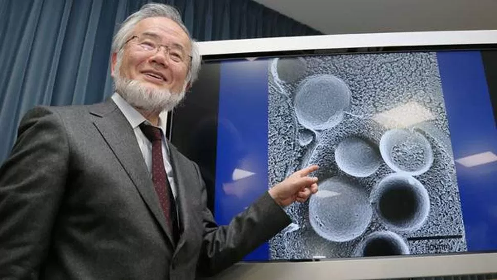 EL GANADOR. El científico japonés estudió procesos de las células. FOTO TOMADA DE CLARIN.COM