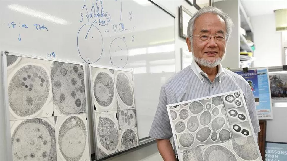 OSHUMI. El ganador del Nobel, en su laboratorio. FOTO TOMADA DE LANACION.COM.AR