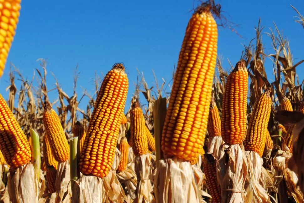 POTENCIAL. El maíz es uno de los pilares de la producción de granos.  