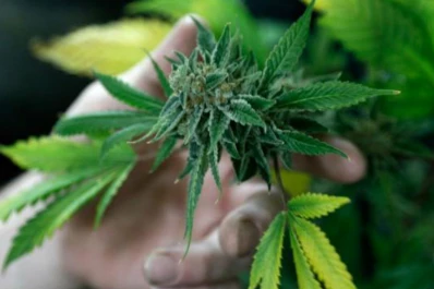 Casi 100 niños son tratados con derivados de marihuana