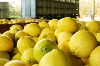 En Tucumán sólo se consiguen limones de descarte y los precios aumentaron