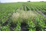 Las malezas con resistencia aparecieron  en el Noroeste Argentino en 1992