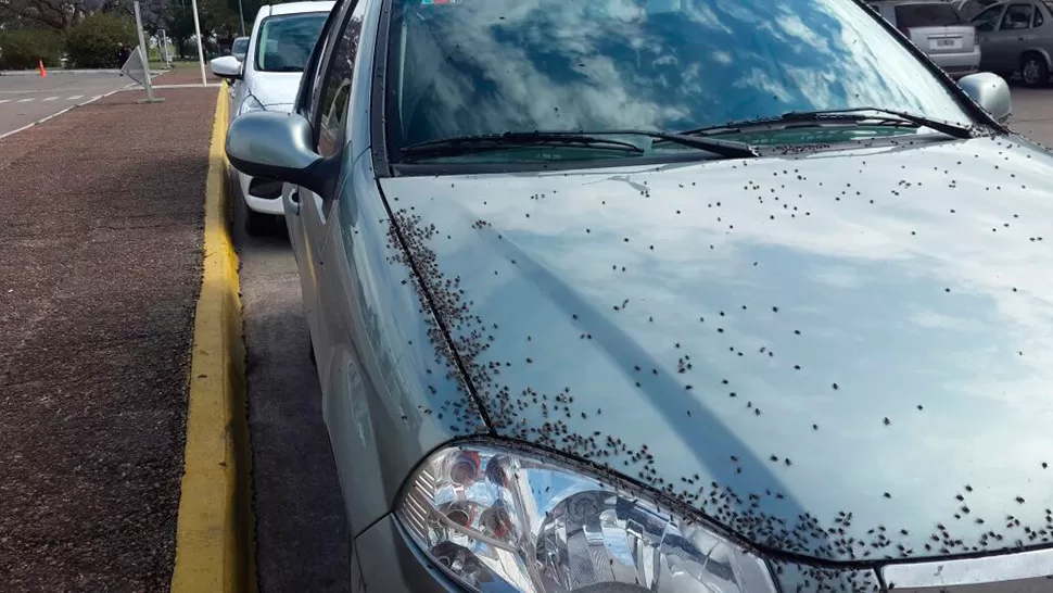 Invasión de moscas en la zona del aeropuerto