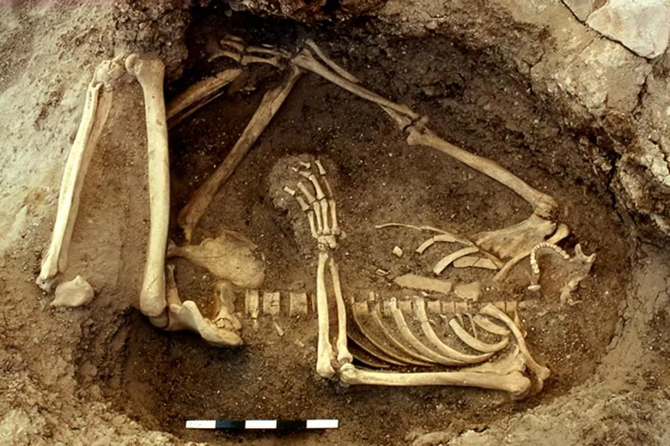 BUSCANDO RASTROS GENÉTICOS EN LOS ANCESTROS. Un esqueleto fosilizado de un ser humano que fue enterrado debajo del piso de una casa de familia en Ain Ghazal, un pueblo agrícola de 10.000 años de antigüedad, en Jordania. C. Blair / Proyecto ArqueológicoAin Ghazal 