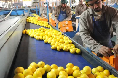 Los limones tucumanos volverán a las góndolas de los Estados Unidos