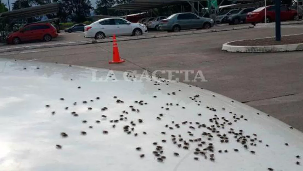 MOSCAS EN EL AEROPUERTO. Hace pocos días, en el aeropuerto Benjamín Matienzo se produjo una invasión de moscas que cubrieron los autos que estaban en el estacionamiento. FOTO ENVIADA POR UN LECTOR