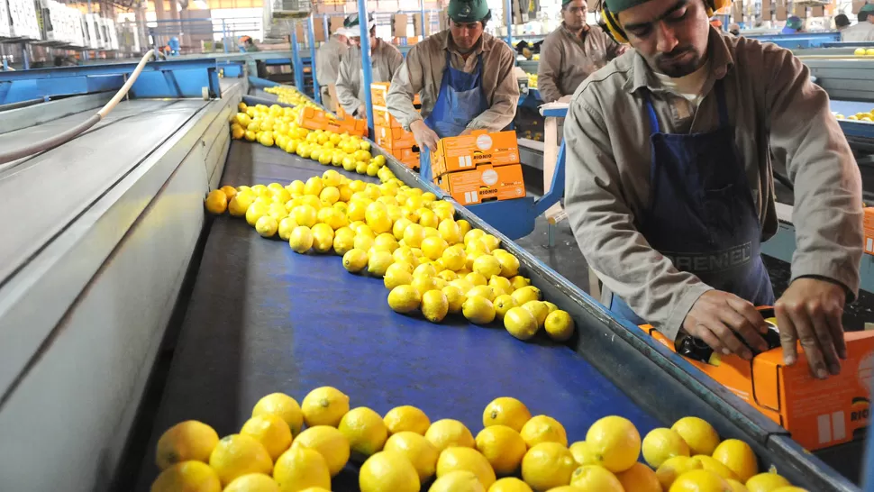 EN NÚMEROS. El 95% de los limones tucumanos cosechados en 2015 tuvo como destino la exportación, por un valor de 600 millones de dólares. ARCHIVO LA GACETA / FOTO DE HÉCTOR PERALTA