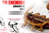 Infografía: cuáles son los alacranes peligrosos que pueden encontrarse en Tucumán