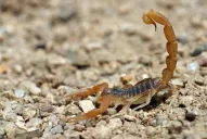 Cómo prevenir y qué hacer si te pica un alacrán