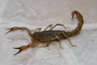 Un niño de dos años murió por la picadura de un alacrán