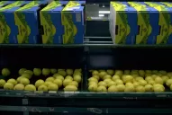 Según Manzur, la victoria de Trump no alterará el ingreso de los limones a Estados Unidos