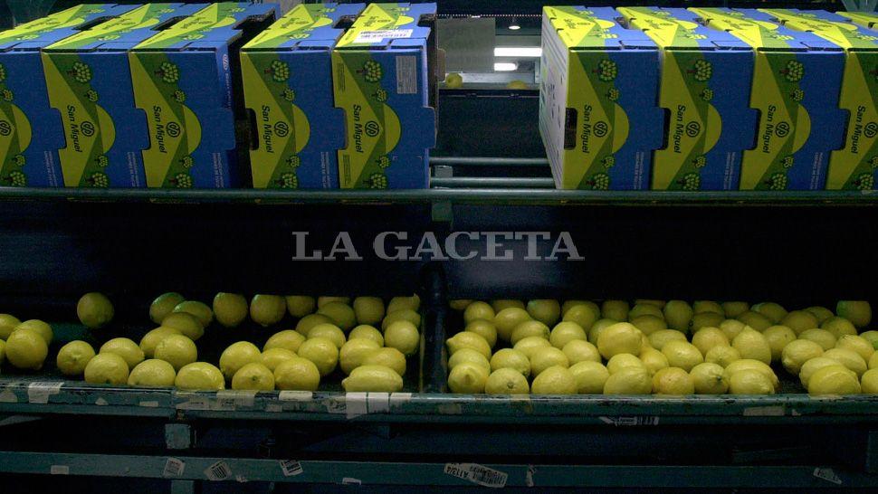 A LA ESPERA. Los limones tucumanos necesitan una autorización oficial para regresar a las góndolas estadounidenses. ARCHIVO LA GACETA / FOTO DE JUAN PABLO SÁNCHEZ NOLI
