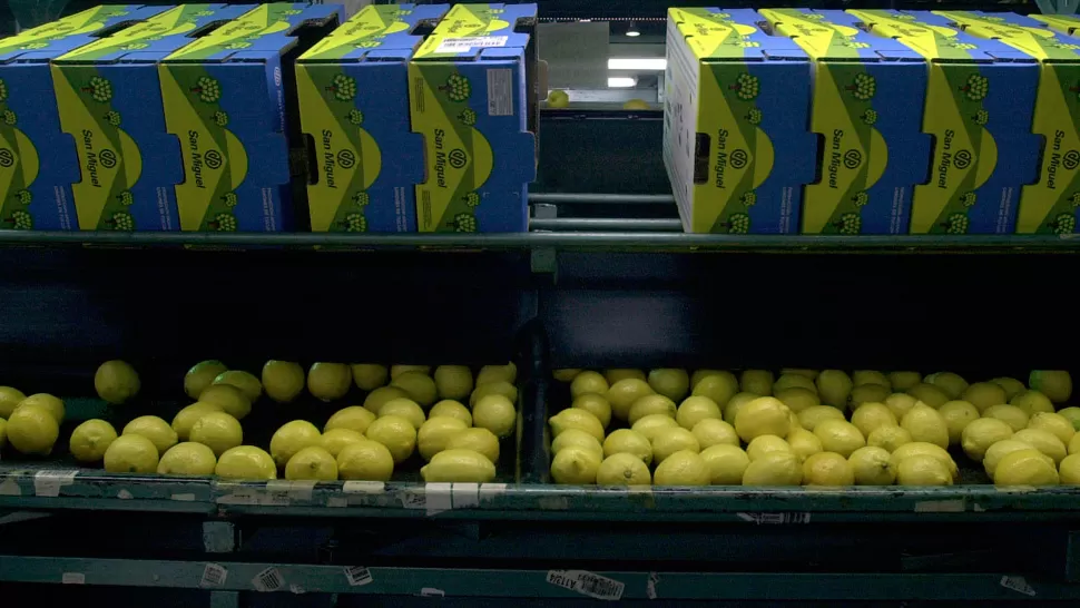 A LA ESPERA. Los limones tucumanos necesitan una autorización oficial para regresar a las góndolas estadounidenses. ARCHIVO LA GACETA / FOTO DE JUAN PABLO SÁNCHEZ NOLI