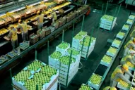 Manzur confía en poder vender los limones tucumanos
