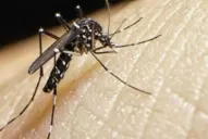 Preocupación por una posible epidemia de dengue y zika