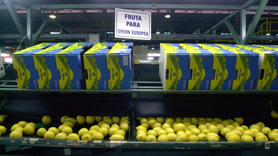 CALIDAD. Sistema de empaque de limones. LA GACETA / FOTO DE JUAN PABLO SANCHEZ NOLI