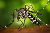 Confirman que tenía zika un bebé que murió en Tucumán con microcefalia