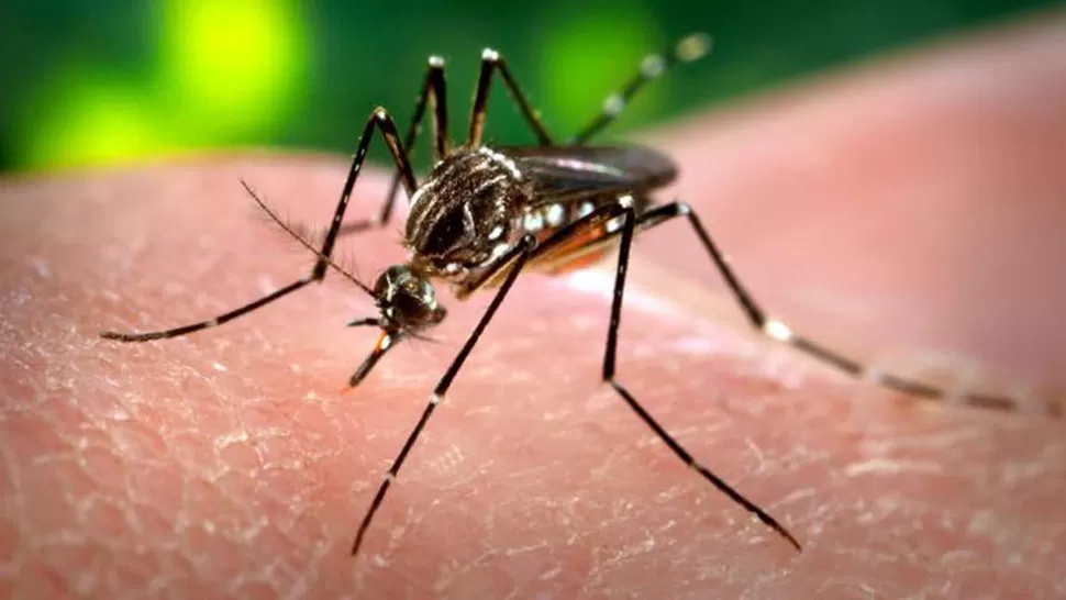 AEDES AEGYPTI. El mosquito transmisor del dengue y otras enfermedades. ARCHIVO