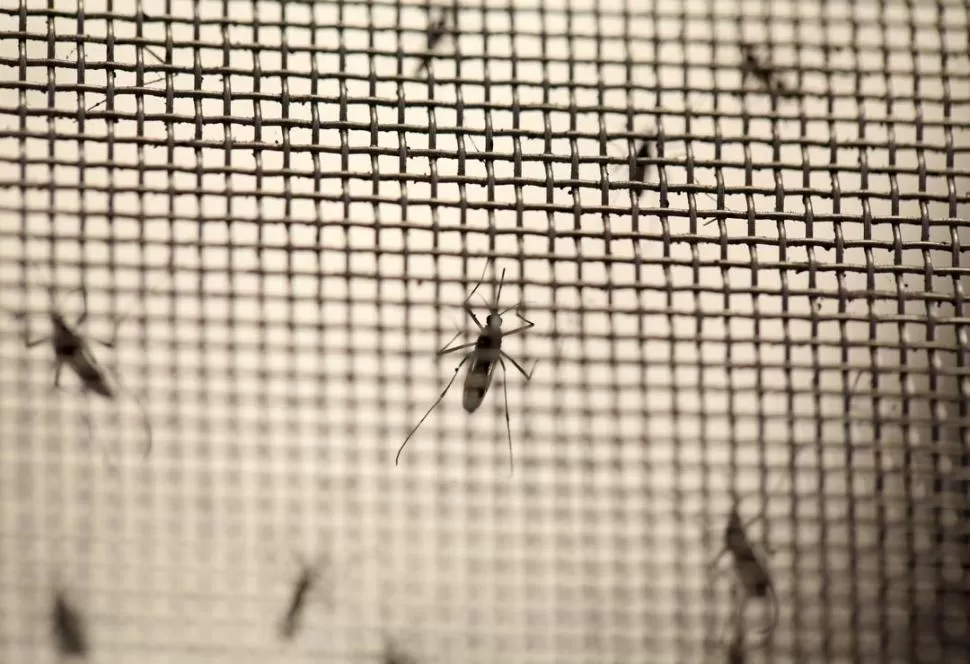 ALARMA. El mosquito Aedes aegypti es transmisor de varias enfermedades. REUTERS