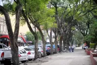 “Hay que reemplazar un 20% del total del arbolado”