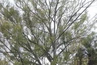 Alertan sobre otro árbol añoso que está a punto de caer en Yerba Buena