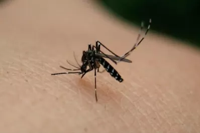 La lucha contra el mosquito se gana en un patio limpio y sin recipientes