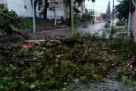 Un árbol cayó en Muñecas al 2.200 y dejó sin luz a los vecinos