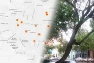 El mapa interactivo de los árboles dudosos que atemorizan a los vecinos