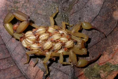 A cuidarse de las alimañas, para curarse en salud