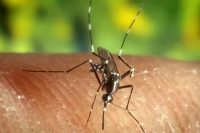 El Zika dejó de ser emergencia sanitaria para la Organización Mundial de la Salud