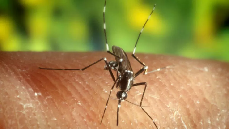 El Zika dejó de ser emergencia sanitaria para la Organización Mundial de la Salud