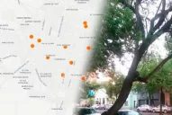 El mapa interactivo de los árboles peligrosos sigue creciendo