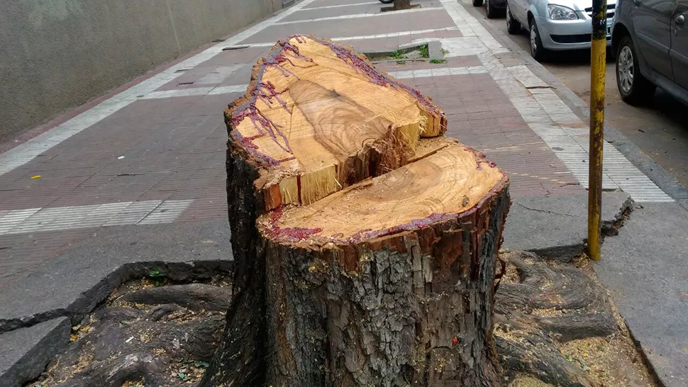 TALA. Los vecinos se quejaron porque las raíces rompieron la vereda y la Municipalidad cortó los árboles. LA GACETA/ ANA DANERI