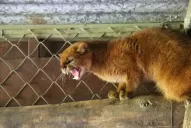 Liberaron al yaguarundí “Valentín”, un pequeño gato salvaje nacido en cautiverio