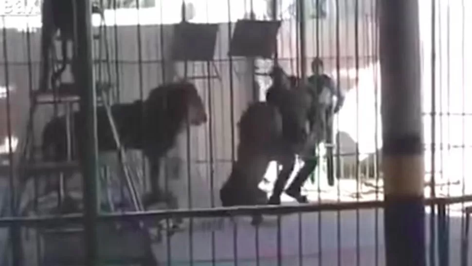 Video: un león atacó y mató a su domador durante un show para niños