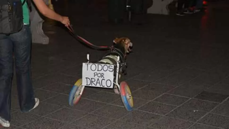 Marcharon para pedir justicia por Draco, el perro asesinado en Yerba Buena