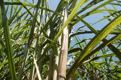 Tucumán será sede del Congreso Mundial de Azúcar: congregará a más de 2.000 técnicos de todo el mundo