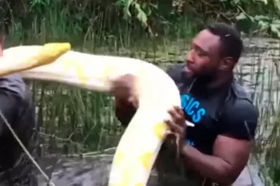 Un jugador  de los Springboks luchó contra una pitón y el video se hizo viral