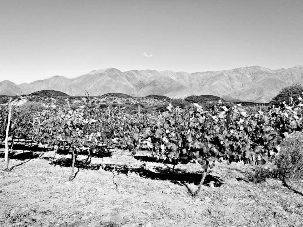 CRECIMIENTO. El desarrollo de la vitivinicultura, que es un cultivo fino, necesita contar con agua en calidad y cantidad durante todo el ciclo productivo. -
