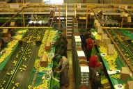 La vuelta del limón a Estados Unidos: crónica de un proceso que demoró 15 años