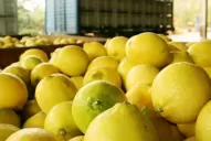 La exportación de limones entrará en vigencia en un plazo de 30 días